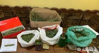 Поліцейські викрили жителя Дністровського району, який незаконно займався культивуванням конопель та зберігав велику кількість канабісу