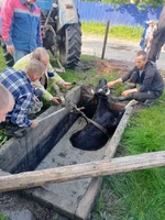 У Рівненському районі рятувальники надали допомогу громадянам по діставанню тварини з ями