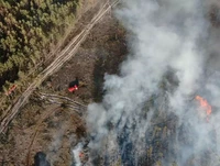 У Вараському районі лісівники та рятувальники ліквідували низову лісову пожежу