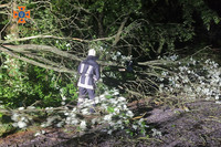 Рятувальники прибрали повалені негодою дерева з проїжджої частини дороги