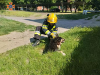 М. Олександрія: рятувальники дістали собаку з ями