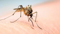 Чи переносять комарі ВІЛ-інфекцію?