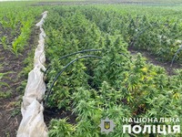 На Вознесенщині поліцейські викрили чоловіка на незаконному вирощуванні кущів рослин конопель