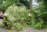 Житомирський район: упродовж доби рятувальники тричі проводили аварійні роботи по зрізанню та прибиранню дерев