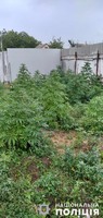 Рослини конопель та готовий до вживання канабіс - поліцейські викрили мешканця Вознесенщини на незаконному вирощуванні наркозілля та зберіганні нарковмісних речовин
