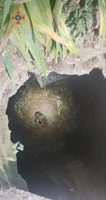 Кіровоградська область: рятувальники дістали кота з каналізаційного люку