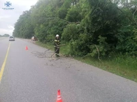 Житомирська область: упродовж доби рятувальники тричі прибирали дерева, що перекрили проїжджу частину дороги