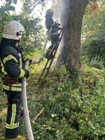 Броварський район: ліквідовано загорання дерева внаслідок удару блискавки