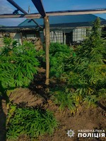 Рослини конопель та готовий до вживання канабіс - на Вознесенщині поліцейські викрили чоловіка на незаконному вирощуванні та зберіганні нарковмісних рослин