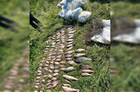 Поліцейські Полтавщини виявили чоловіка із 40 кілограмами ймовірно викраденої свіжовиловленої риби