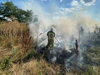 Миколаївська область: від знищення вогнем вогнеборці врятували 140 га пшениці