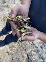 Одеський район: знищено близько 10 ГА поля з пшеницею