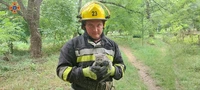 М. Мала Виска: рятувальники зняли кошеня з високого дерева