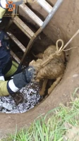 Рятувальники витягнули собаку, яка впала у каналізаційний колектор