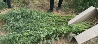 Незаконно вирощував коноплі та виготовляв канабіс: поліцейські викрили у наркозлочинах жителя Одеського району
