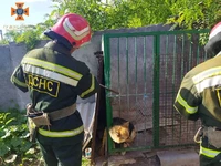 У м. Новоукраїнка рятувальники надали допомогу тварині, яка опинилась в небезпечній ситуації