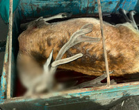 На Полтавщині виявили вбитого оленя: поліція відкрила кримінальне провадження