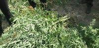 В Херсоні поліцейські викрили чоловіка, який виростив 50 кущів конопель