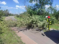За добу рятувальники два рази залучалися до прибирання повалених негодою дерев