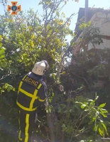 Кіровоградська область: бійці ДСНС спилювали аварійні дерева, які перешкоджали нормальній життєдіяльності населення