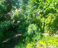 У Миколаївському районі поліцейські викрили місцевого мешканця на вирощуванні нарковмісних рослин