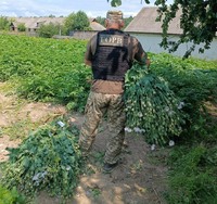 На Житомирщині прикордонники виявили незаконний  посів нарковмісних рослин