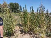 Вирощував коноплі для «росту городини»: у жителя Жмеринського району поліцейські виявили посів нарковмісних рослин