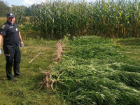 На Корюківщині поліцейські викрили місцеву мешканку у незаконному вирощуванні конопель та зберіганні наркотичних засобів