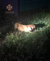 На Кіровоградщині бійці ДСНС вивільнили собаку з пастки