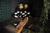 Кропивницькі рятувальники тричі залучалися на надання допомоги по розпилюванню та прибиранню аварійних дерев