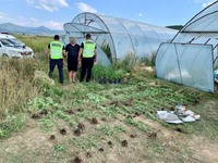 На Хустщині поліція затримала зловмисника, який налагодив агробізнес на вирощуванні  коноплі: вилучено готового наркотовару на майже 80 тисяч гривень