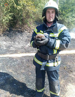 Київська область: 80 пожеж за вихідні, - ознайомтесь із наслідками та статистикою підпалів