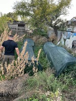 В Бериславському районі поліцейські виявили посів конопель у жителя Іванівки