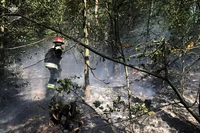 Пожежа в екосистемах призвела до загибелі