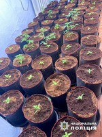 Правоохоронці викрили жителя Рені у незаконному вирощуванні конопель та зберіганні наркотичних засобів