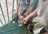 Коростень: рятувальники вивільнили собаку з металевої огорожі