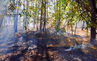 Кіровоградська область: рятувальники ліквідували пожежу сухостою та лісової підстилки у лісовому масиві