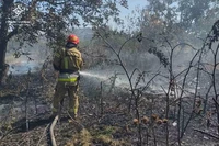 На Дніпропетровщині протягом доби вогонь знищив понад 55 га природних екосистем