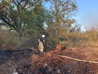 Знову масштабна пожежа на Миколаївщині — горить хвойний настил у Варюшинському урочищі