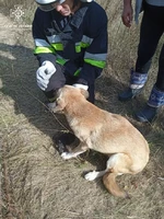 В Олександрійському районі рятувальники надали допомогу по вилученню тварини з ями