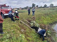 Житомирський район: рятувальники вивільнили корову з болота