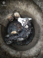 Обухівський район: рятувальники дістали собаку з каналізаційного колектора