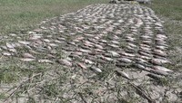 На Кіровоградщині поліцейські та працівники екоінспекції викрили місцевих жителів у незаконному вилові риби на майже 700 тис. грн