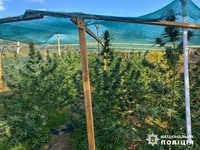 В Ізмаїльському районі поліцейські викрили місцевого жителя в незаконному вирощуванні конопель