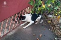 М. Нікополь: надзвичайники деблокували собаку з залізного паркану