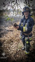 Одеська область: на пожежі врятовано їжачка