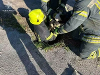 М. Олександрія: рятувальники дістали собаку з каналізаційного люку