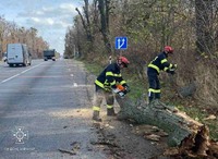 Бійці ДСНС прибрали з автошляху повалене дерево