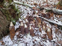На Золочівщині під час прогулянки в лісі виявлено склад застарілих артснарядів