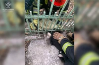 Кам’янський район: рятувальники деблокували собаку з залізного паркану